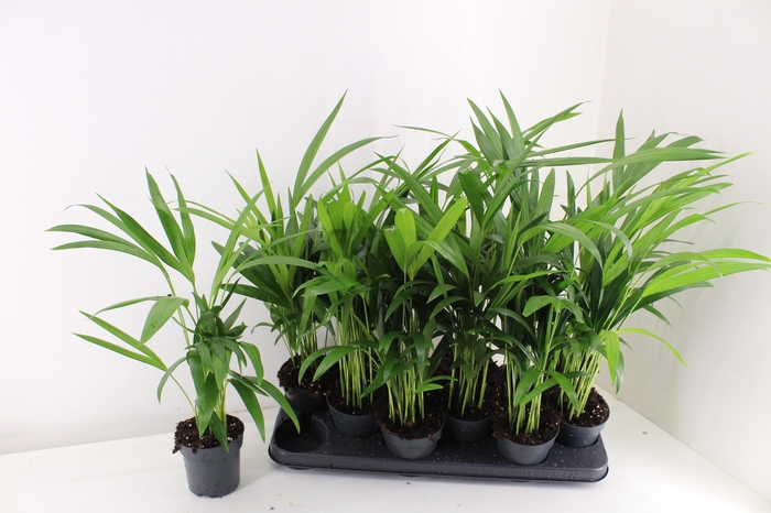 <h4>DYPSIS LUTESCENS</h4>