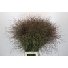 Panicum Warrior