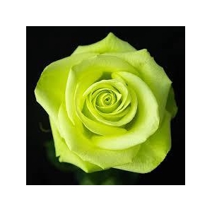 R Gr Green Romance 50cm EC