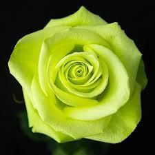 <h4>R Gr Green Romance 50cm EC</h4>