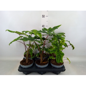 Alocasia   ...