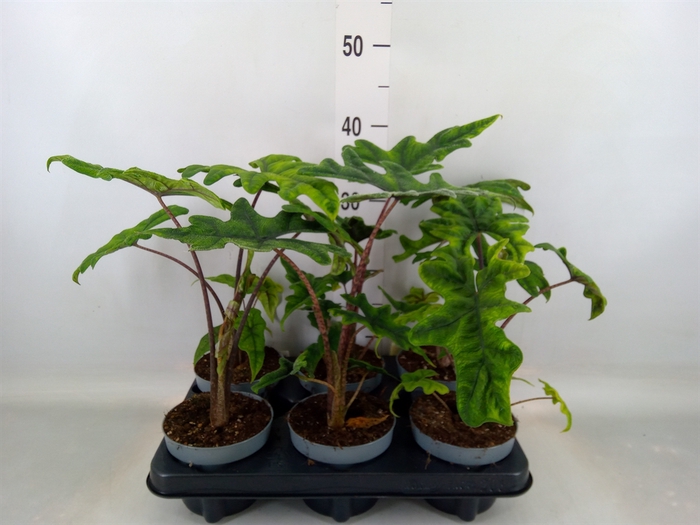 <h4>Alocasia   ...</h4>