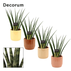 Sansevieria Fernwood 12 cm in Liam (Coffee blend-collection)