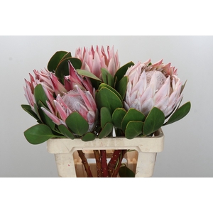 Protea Cynaroides Super