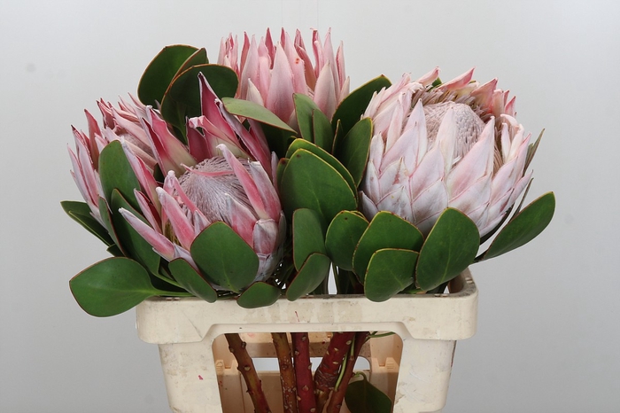<h4>Protea Cynaroides Super</h4>