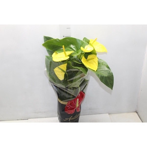 ANTHURIUM COLOURS P17