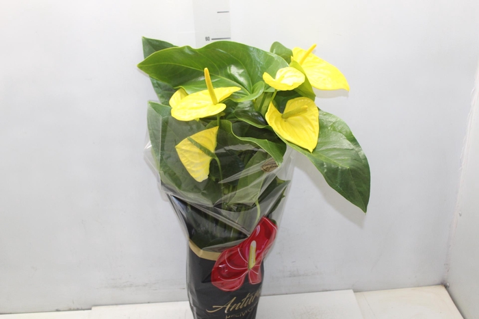 <h4>ANTHURIUM COLOURS P17</h4>
