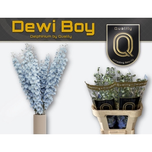 DELPH DU DEWI BOY 100CM X40