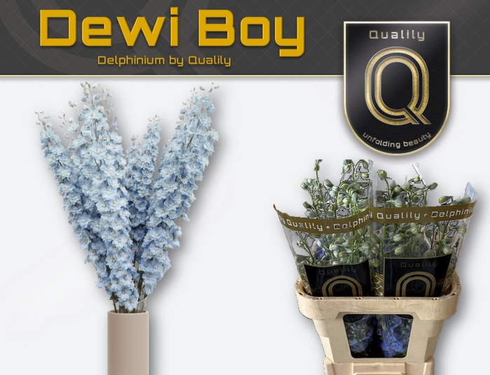 <h4>DELPH DU DEWI BOY 70CM X40</h4>