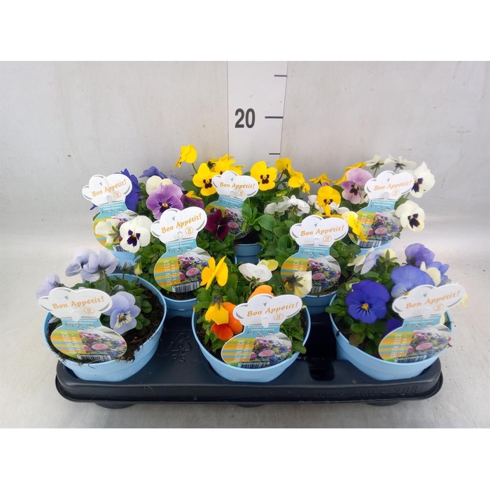 <h4>Viola corn.   ...</h4>