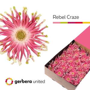Gerbera Pasta Rebel Craze Half doos