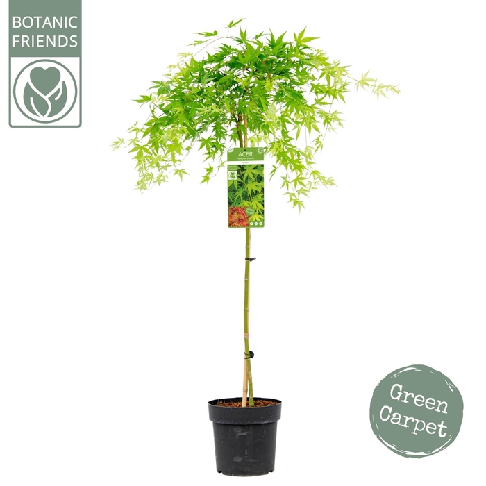 <h4>Acer palmatum 'Chitoseyama'</h4>
