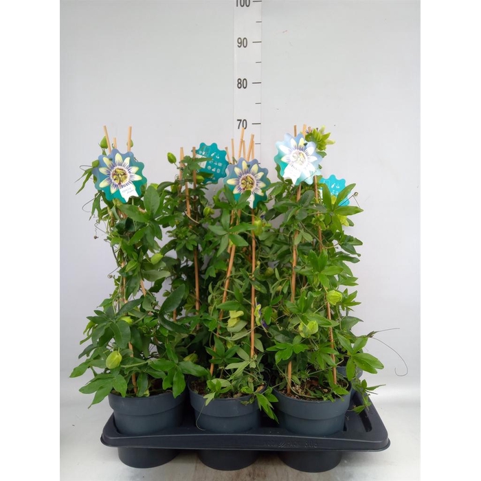 <h4>Passiflora caerul.</h4>