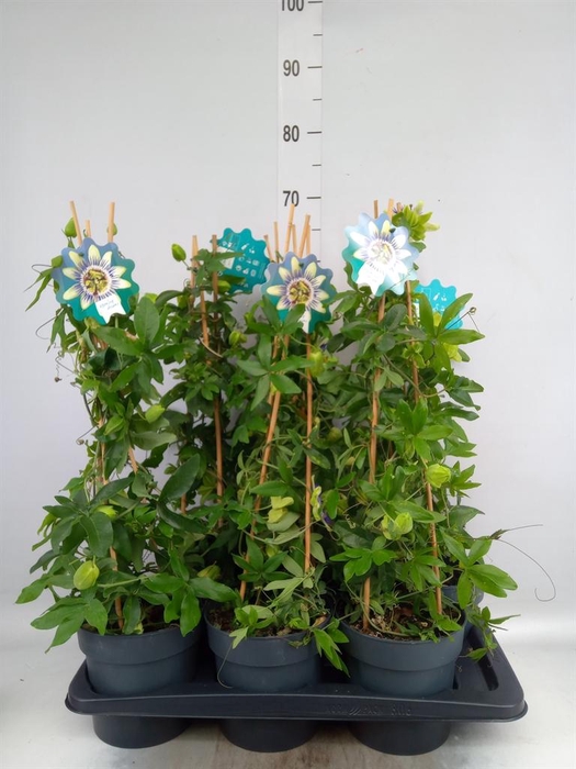 Passiflora caerul.