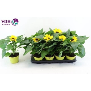 HELI SUNRAY YELLOW