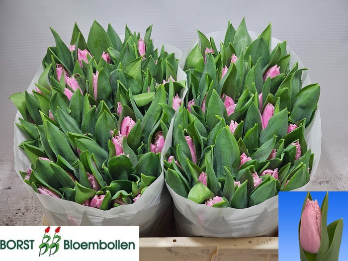 <h4>TU FR PINK SHREDDER</h4>