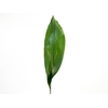 FOLH ASPIDISTRA ELATIOR 050 CM