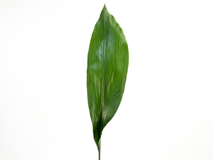 <h4>FOLH ASPIDISTRA ELATIOR 050 CM</h4>