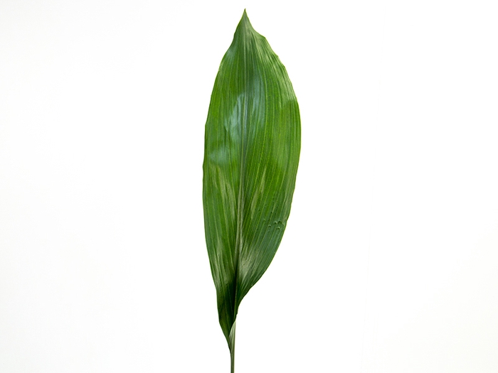 FOLH ASPIDISTRA ELATIOR 050 CM