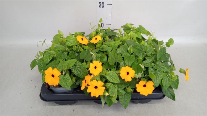 <h4>Thunbergia alata</h4>