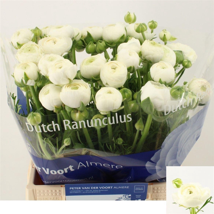 <h4>Ran Aazur White</h4>