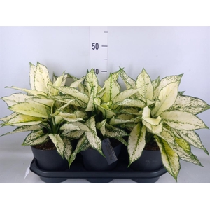 Aglaonema  'White Kiwi'