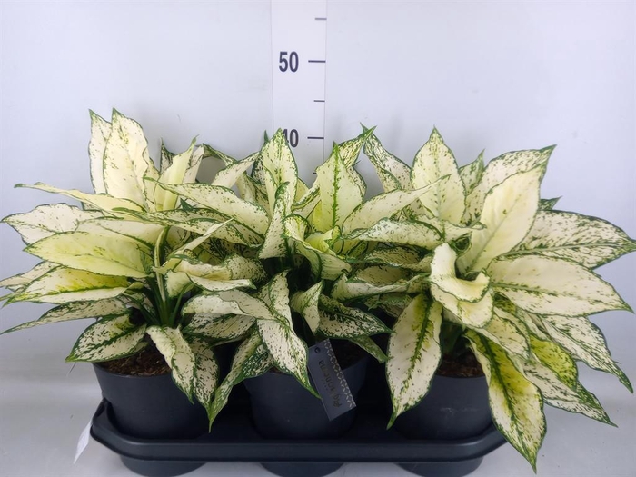 <h4>Aglaonema  'White Kiwi'</h4>