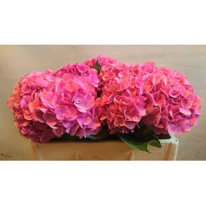 HORT BODENSEE ROZE