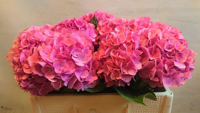 <h4>HORT BODENSEE ROZE</h4>
