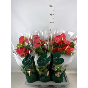 Anthurium andr. 'Nevada'