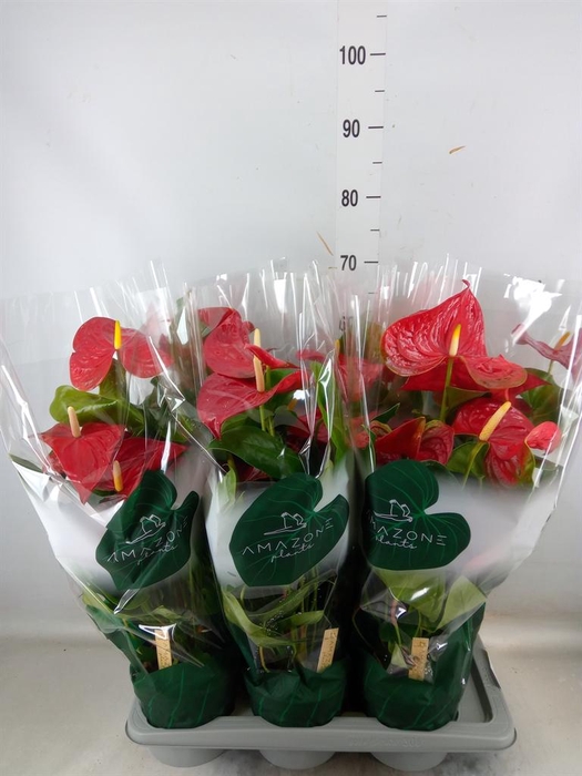 <h4>Anthurium andr. 'Nevada'</h4>