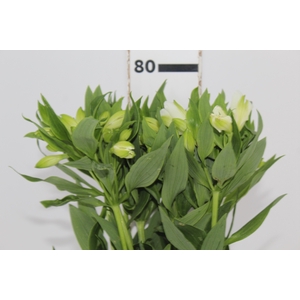 ALSTROEMERIA AVALANGE 080 CM
