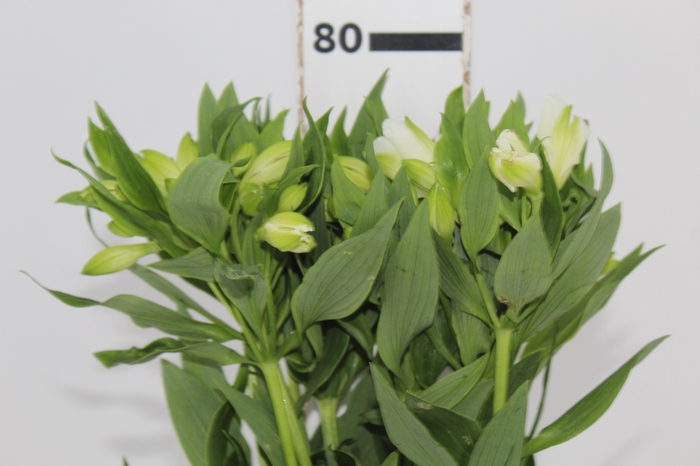 <h4>ALSTROEMERIA AVALANGE 080 CM</h4>