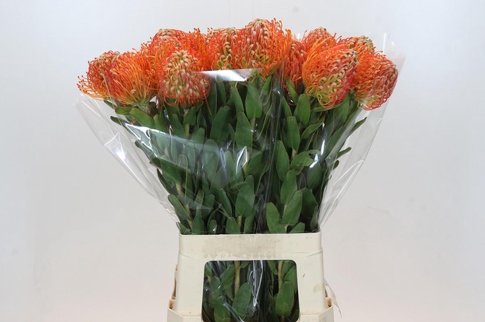 <h4>Nutans Jelena</h4>