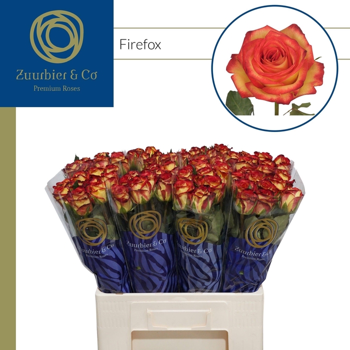 <h4>R GR Fire Fox 60</h4>