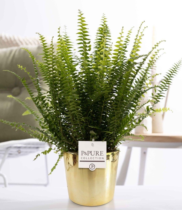 <h4>Nephrolepis Green Lady in P&PURE Laryssa ceramics shiny gold</h4>