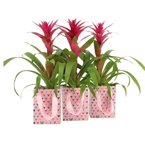 2501091: Solutionss Lovess