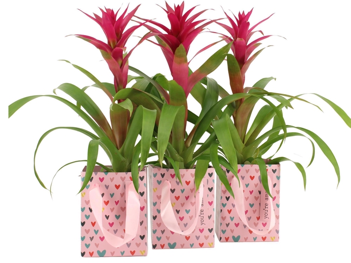 <h4>2501091: Solutionss Lovess</h4>