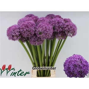 Allium Globemaster