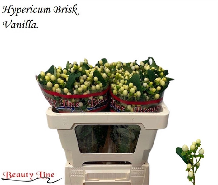 <h4>HYP BRISK VANILLA</h4>