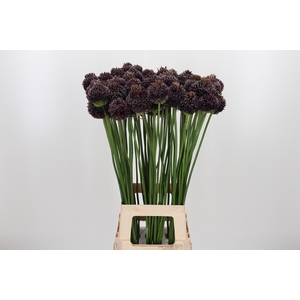 Allium Forelock
