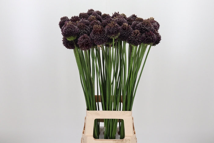 <h4>Allium Forelock</h4>