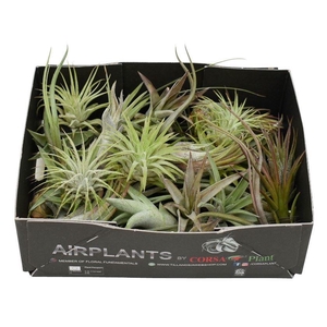 Tillandsia