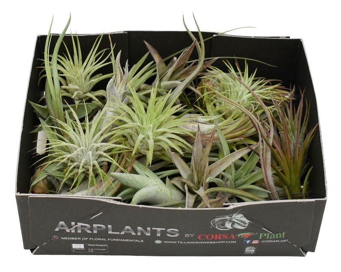 <h4>Tillandsia</h4>