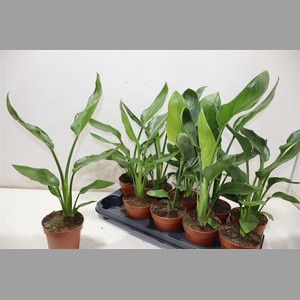 Strelitzia Reginae