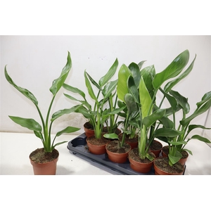 Strelitzia Reginae