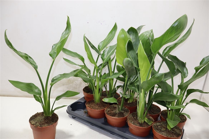 <h4>Strelitzia Reginae</h4>