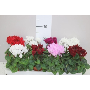 Cyclamen Kl S S Compact Gemengd