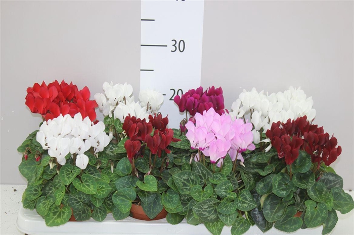 <h4>Cyclamen Kl S S Compact Gemengd</h4>