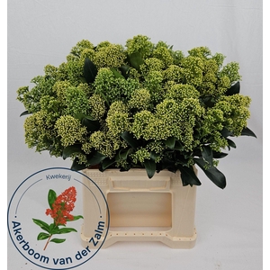 Skimmia Frank White Bos